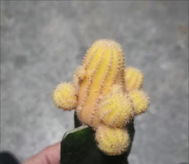 王超, 很多主播都